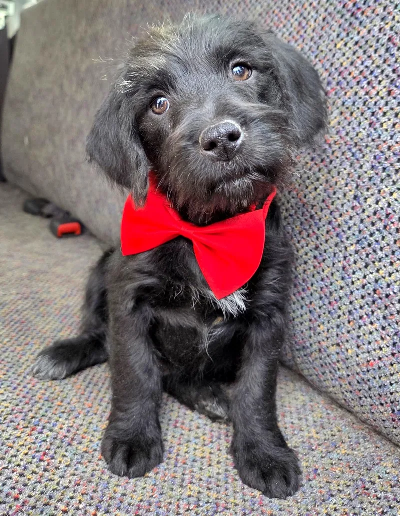 Theodore thumbnail 6