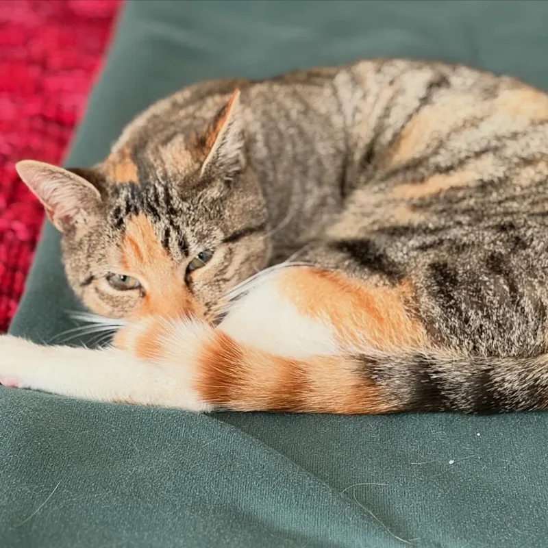 Clementine Blue Socks thumbnail 2