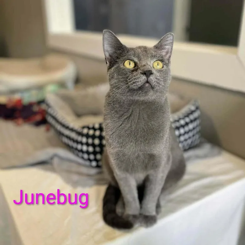 Junebug