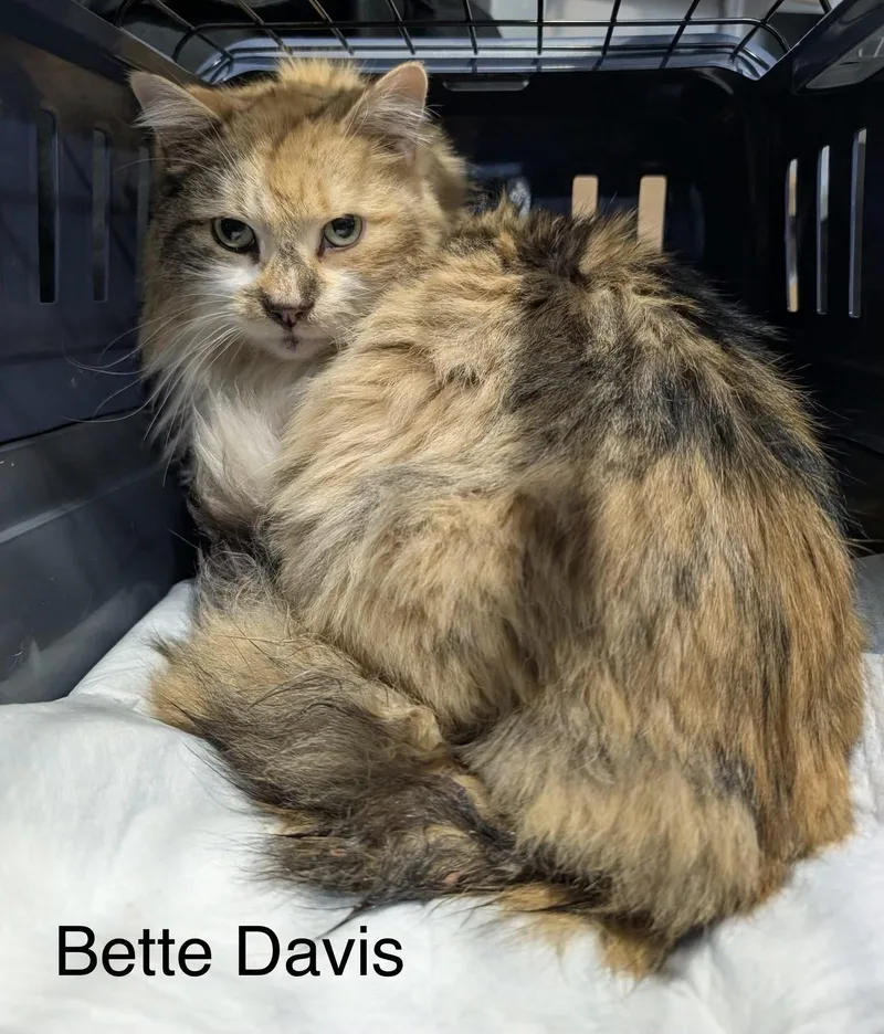 An adult medium-sized female Calico Maine Coon cat named Bette Davis for adoption in Roslyn Heights, NY