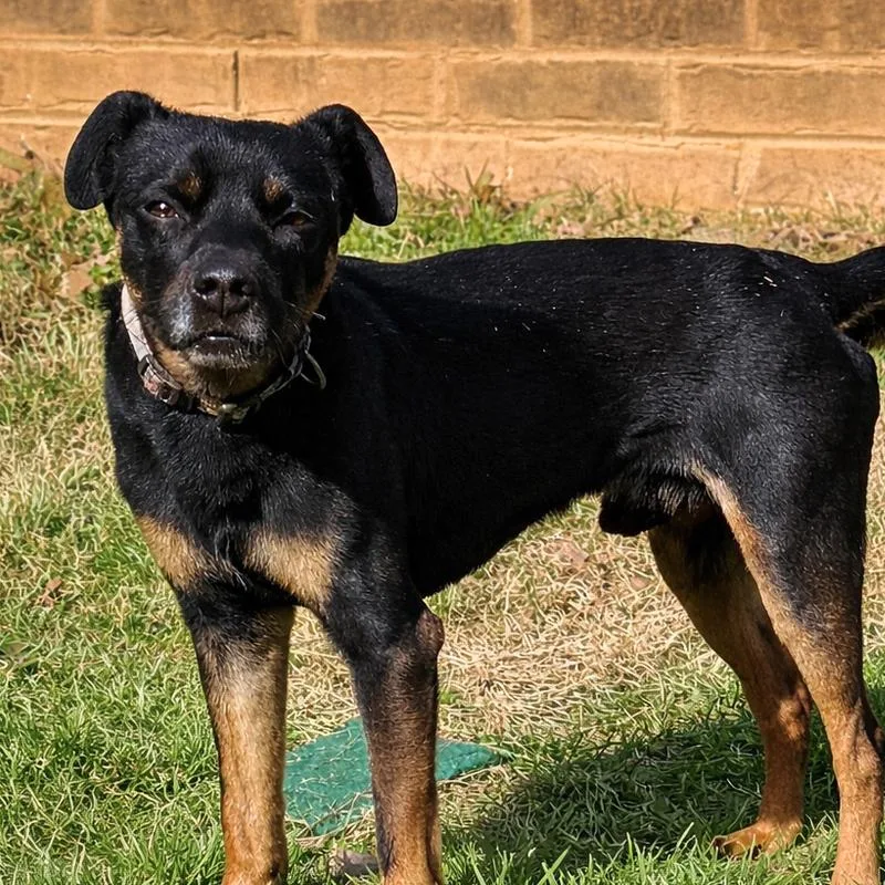 Dog Vader thumbnail 2