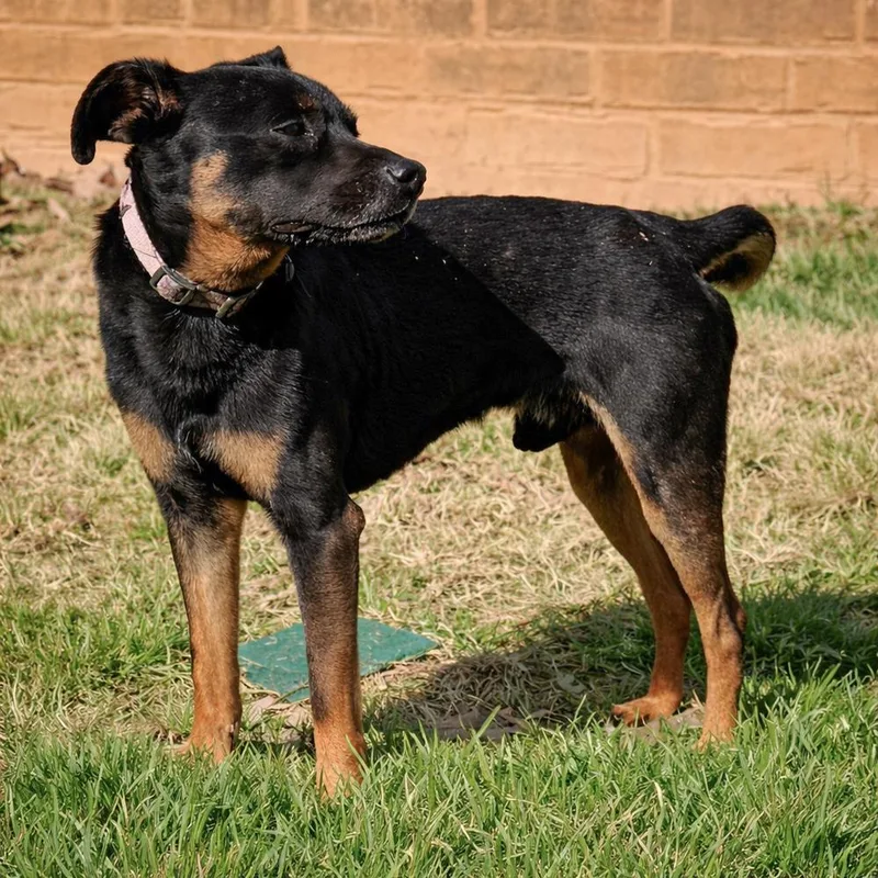 Dog Vader thumbnail 3