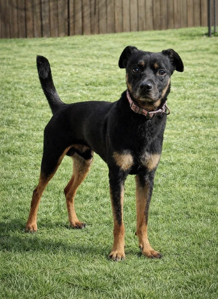 Dog Vader thumbnail 4