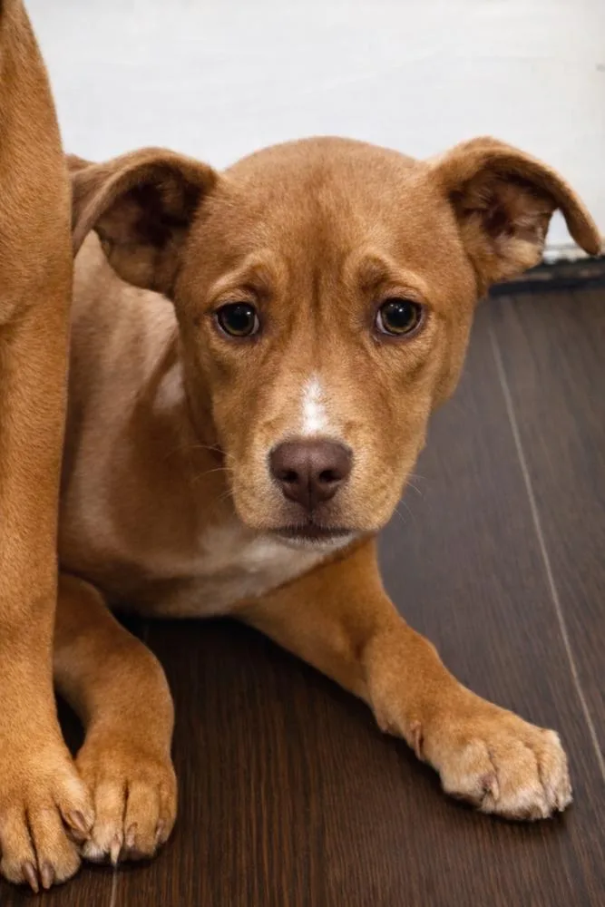 Tinkerbell  Sister To thumbnail 5