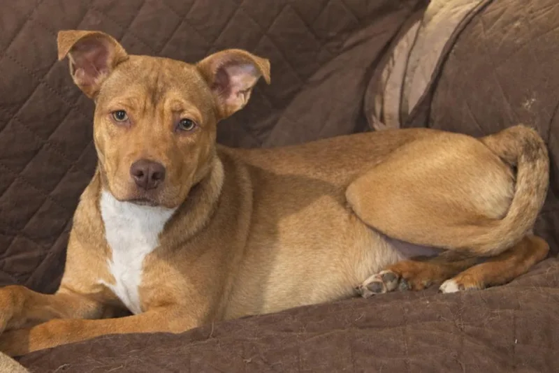 Violet  Sister To thumbnail 3