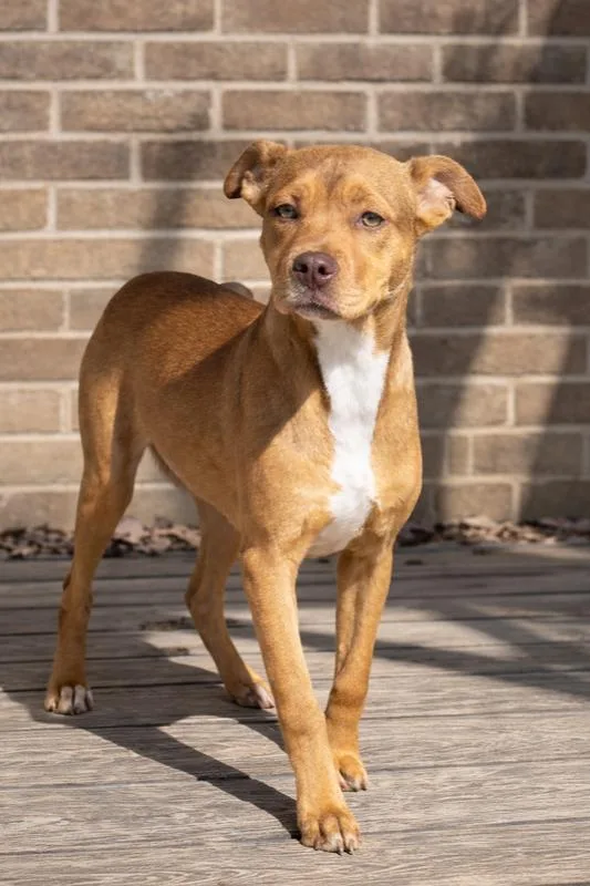 Violet  Sister To thumbnail 4