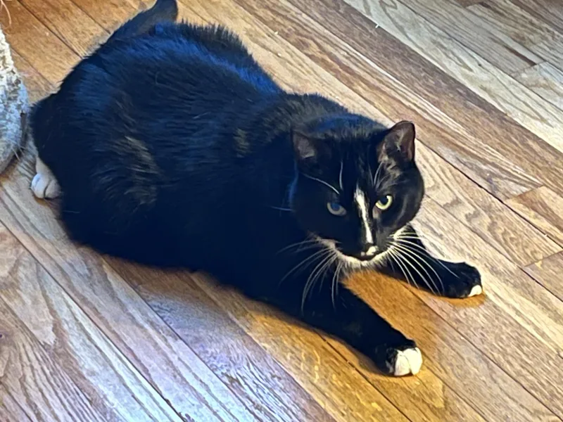 Savannah thumbnail 2