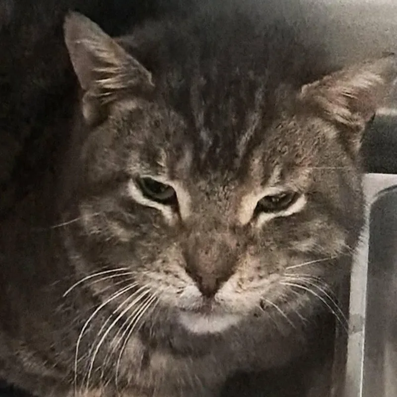 Heathcliff thumbnail 4