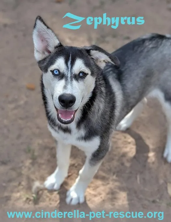 Zephyrus thumbnail 2