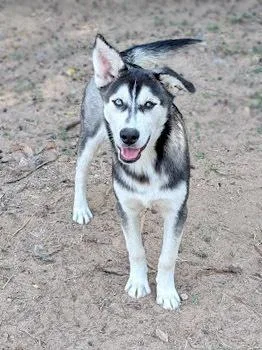 Zephyrus thumbnail 3