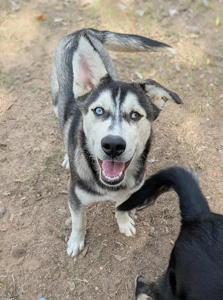 Zephyrus thumbnail 4