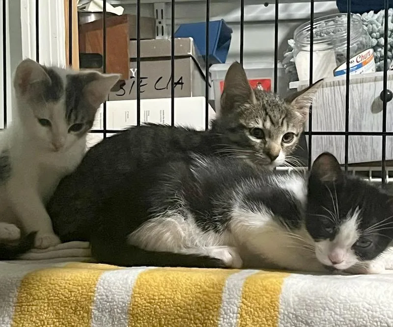 Corfu & Sahara thumbnail 2