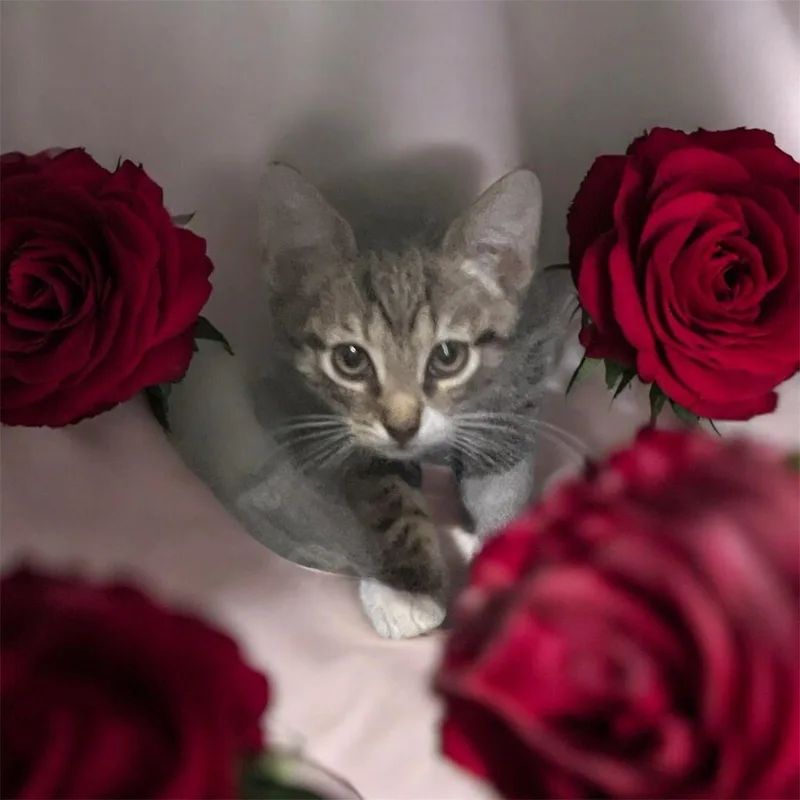 Corfu & Sahara thumbnail 3