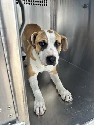 Caterpillar thumbnail 2