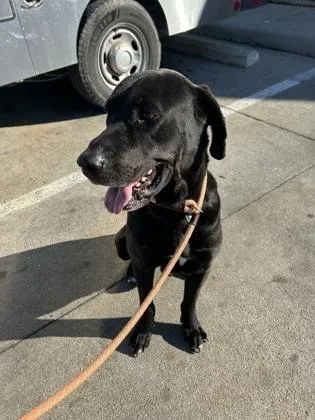 Valentine thumbnail 2