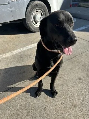 Valentine thumbnail 3