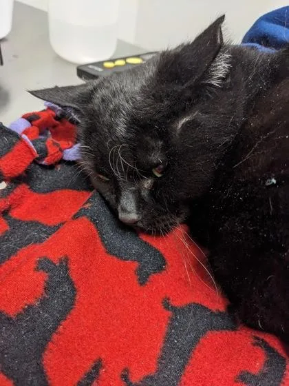 An adult medium-sized male Domestic Short Hair cat named Avocado for adoption in Cleveland, OH