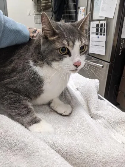 An adult medium-sized male Domestic Short Hair cat named Bambino for adoption in Cleveland, OH