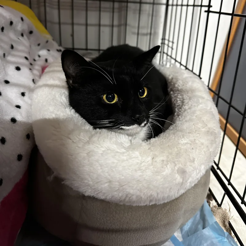 Charles Leclerc thumbnail 2