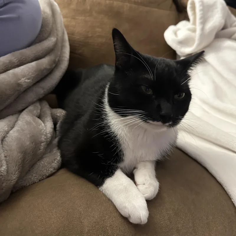 Charles Leclerc thumbnail 5