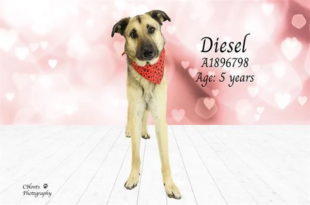 Diesel