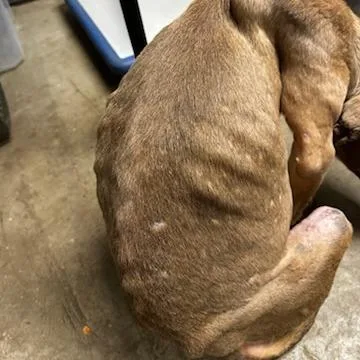 Sugar Plum thumbnail 2