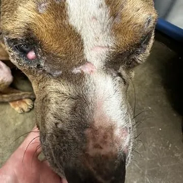 Sugar Plum thumbnail 3