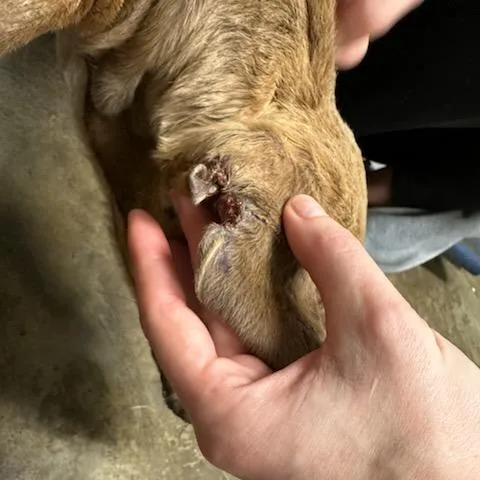 Sugar Plum thumbnail 4