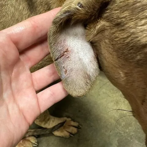 Sugar Plum thumbnail 5