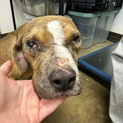 Sugar Plum thumbnail 6