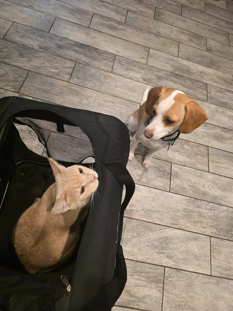 Milli Vanilli thumbnail 3