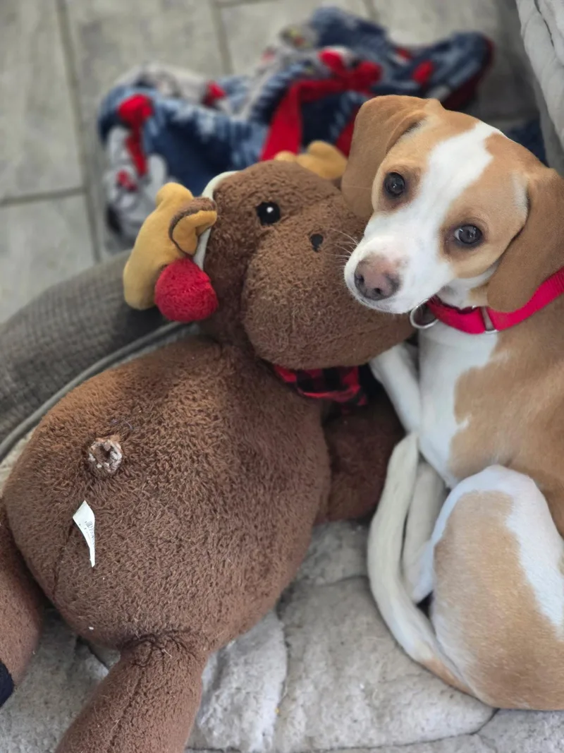 Milli Vanilli thumbnail 4