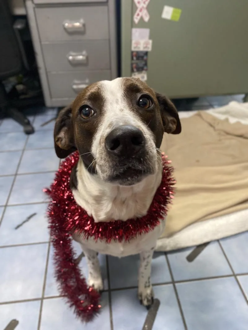 Penelope thumbnail 3