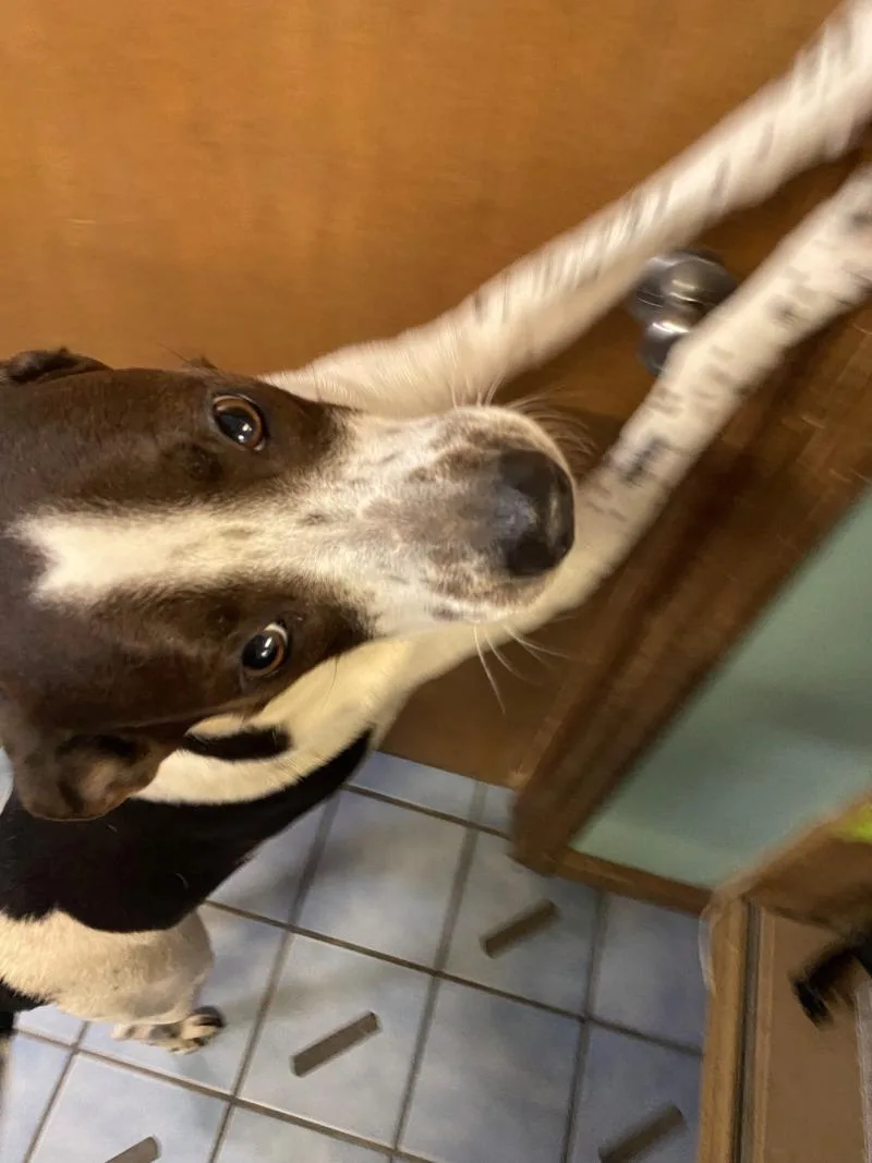 Penelope thumbnail 4