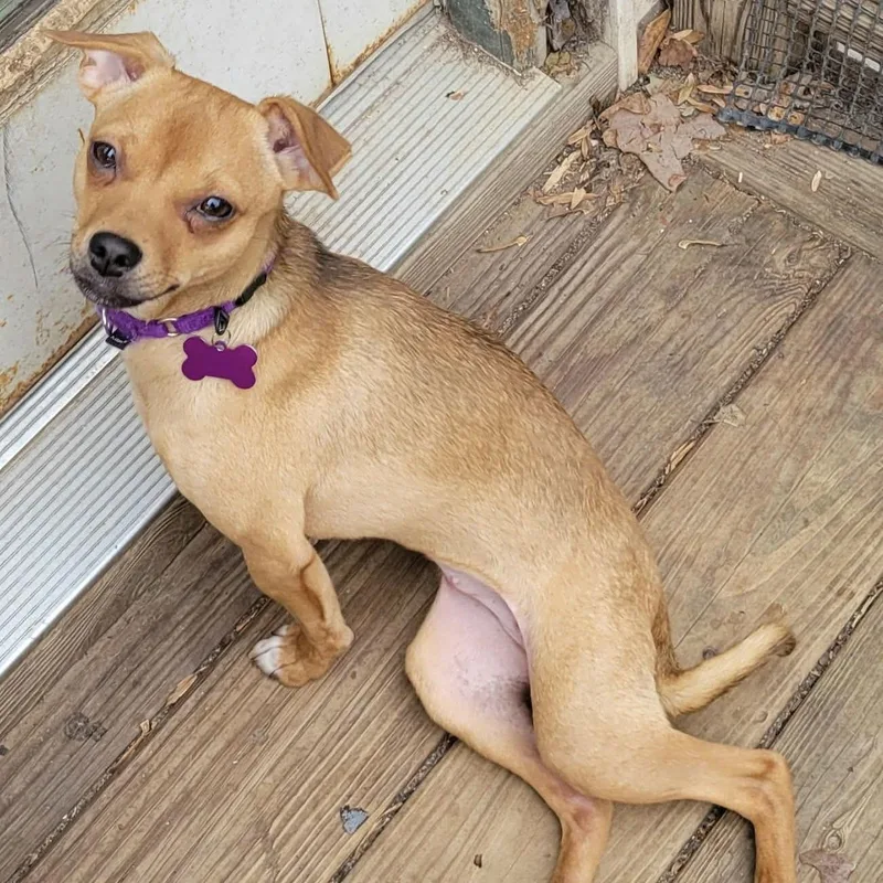 Poppyleigh thumbnail 2