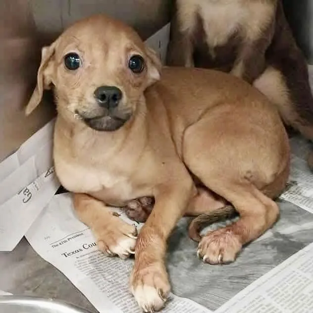 Poppyleigh thumbnail 3