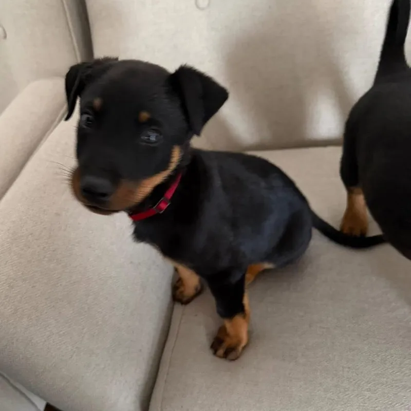 Blizzard thumbnail 3