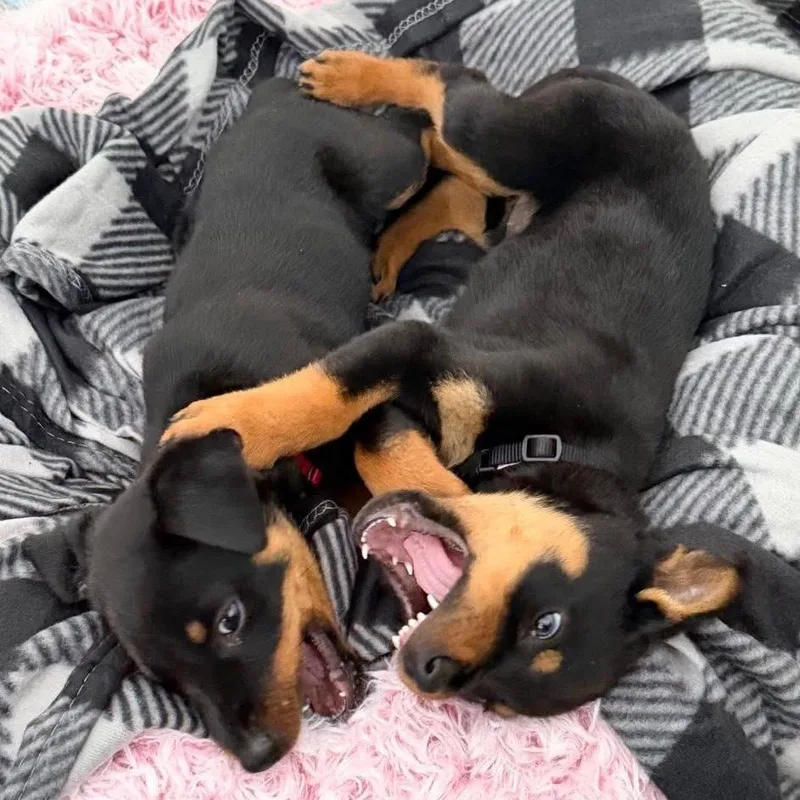 Blizzard thumbnail 4