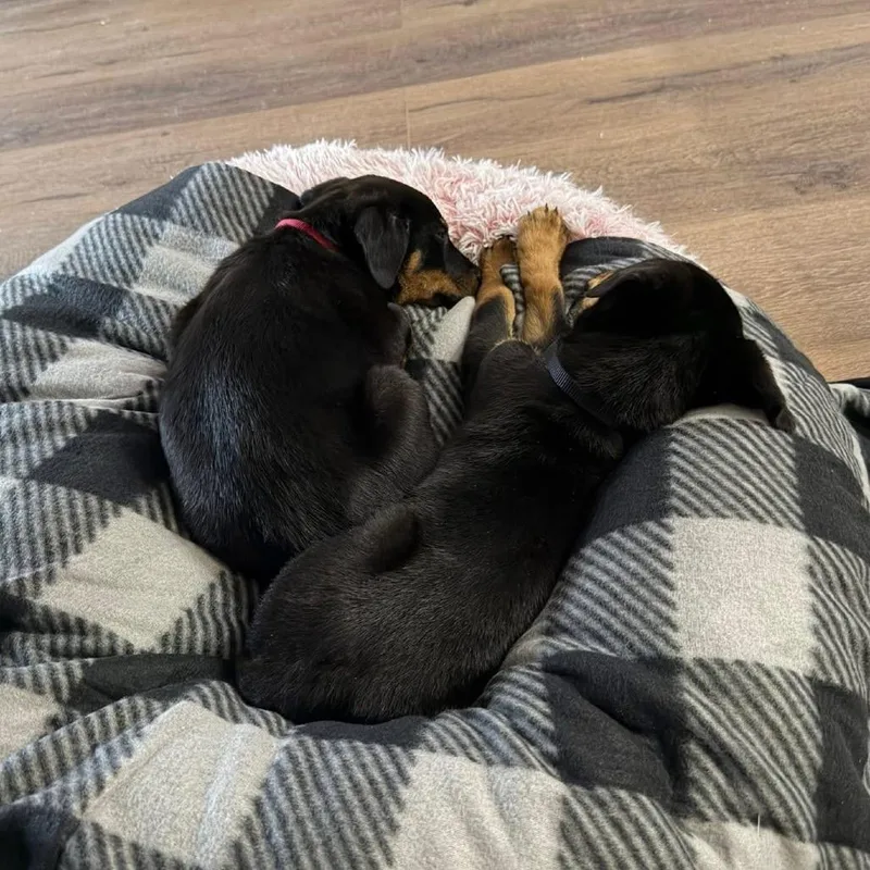 Blizzard thumbnail 5