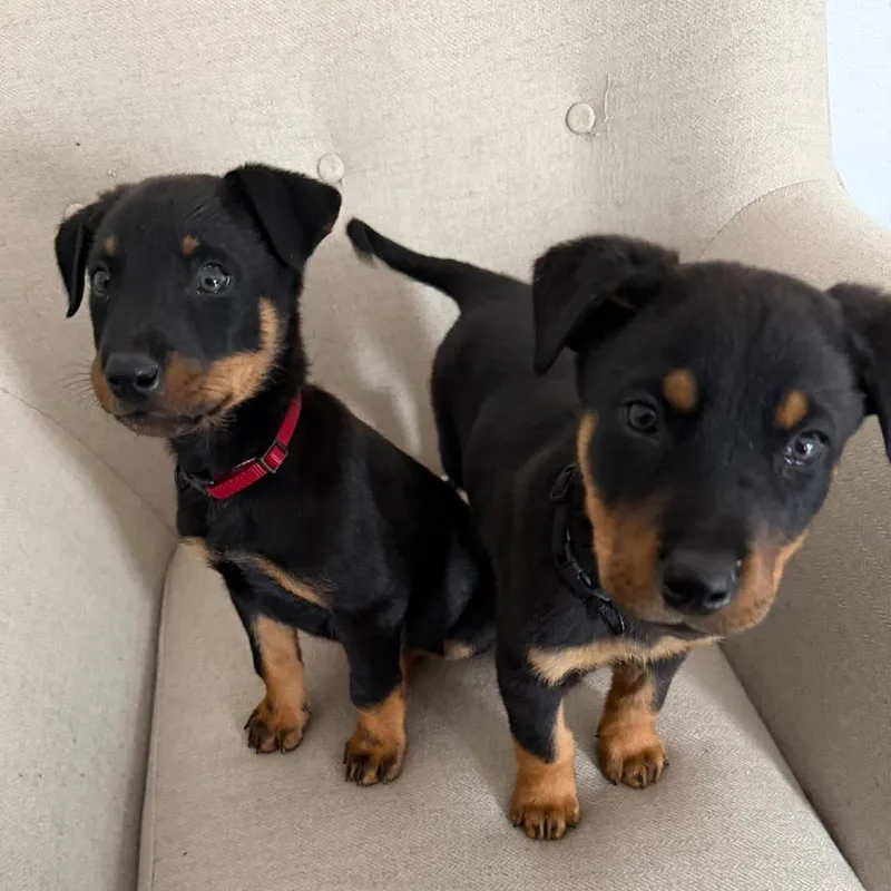 Blizzard thumbnail 6