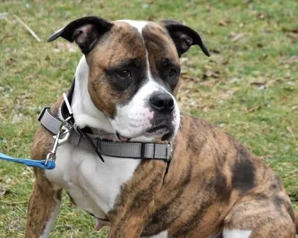 Peanut Brittle thumbnail 2