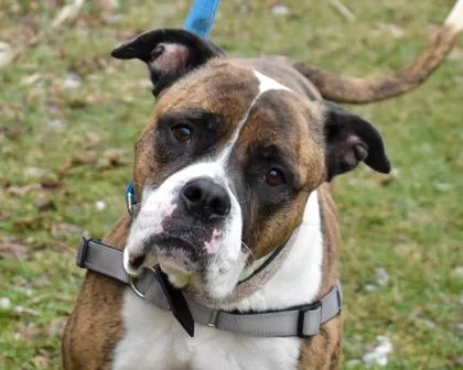 Peanut Brittle thumbnail 3