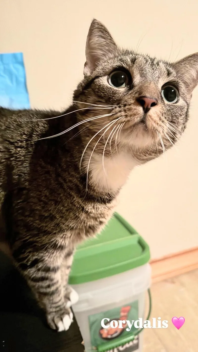 Cleopatra & Corydalis Bonded