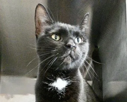 Tinkerbell thumbnail 2