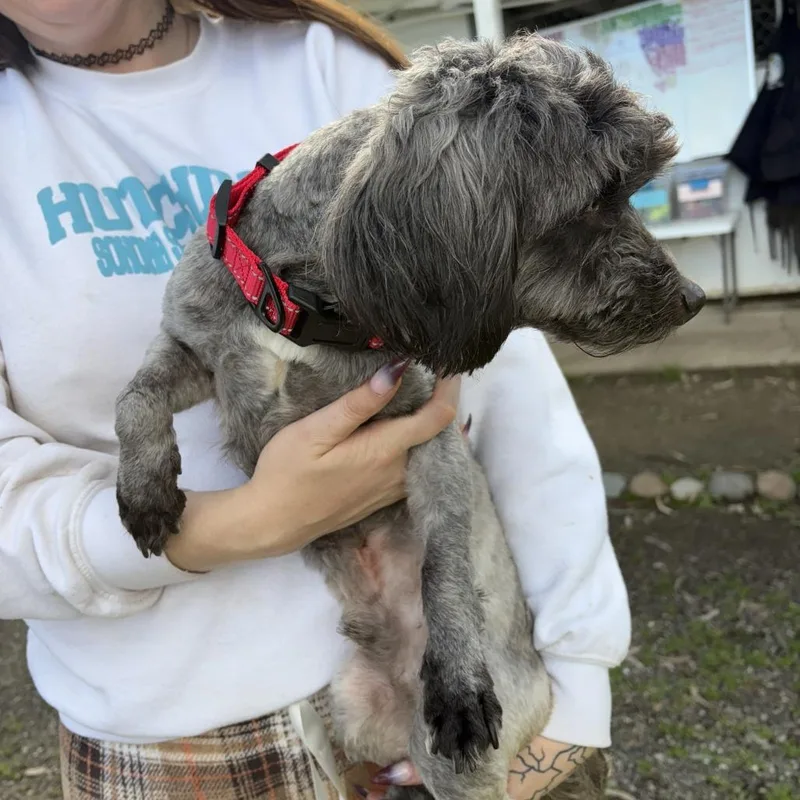 Mr. Bebot thumbnail 2