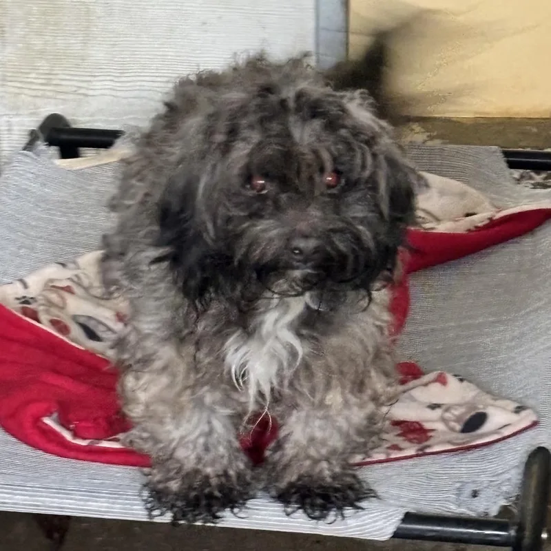 Mr. Bebot thumbnail 4