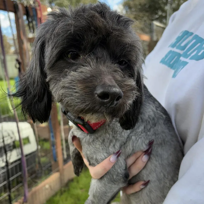 Mr. Bebot thumbnail 5