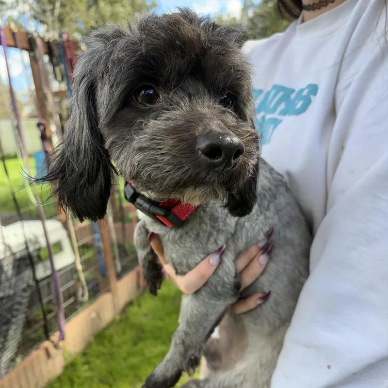 Mr. Bebot thumbnail 6