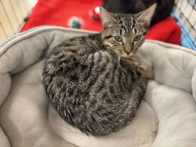 Tibbsbonded thumbnail 2