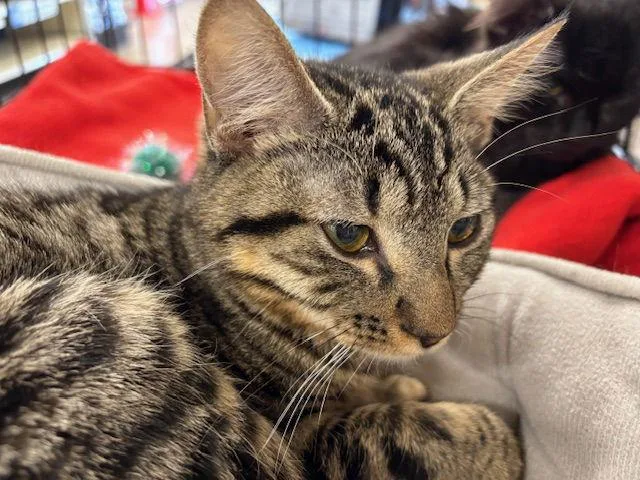 Tibbsbonded thumbnail 3